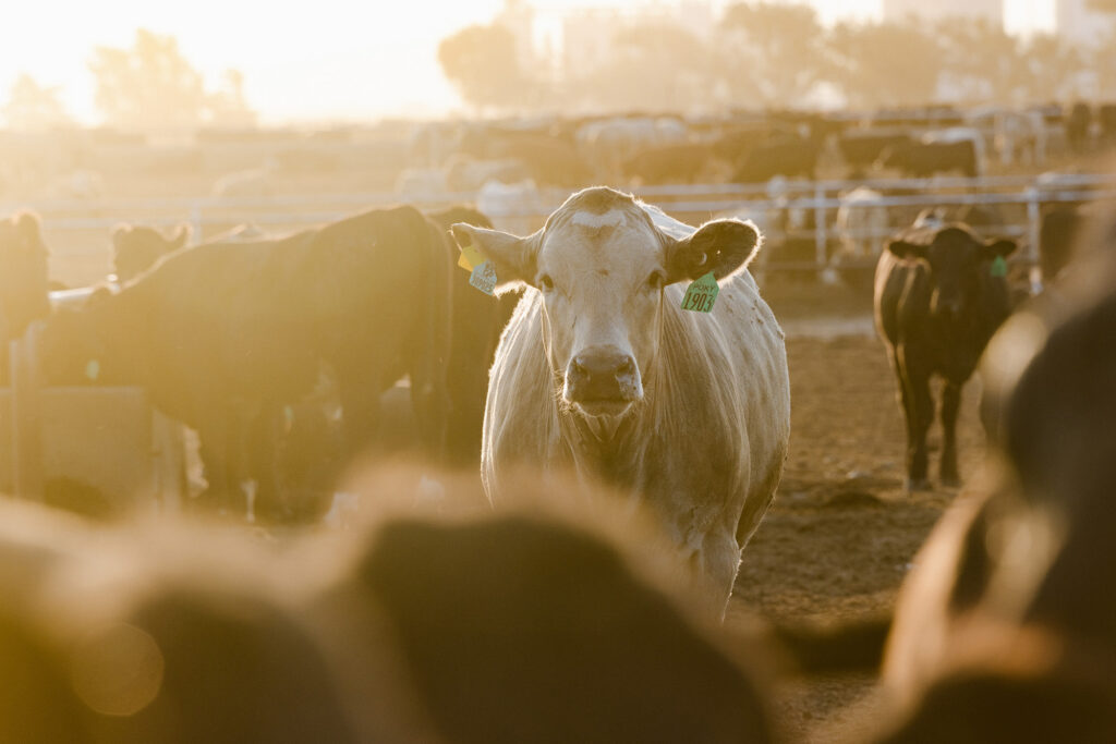 Cattle in feed lot viewed in early morning sun glare Cattle in feed lot viewed in early morning sun glare