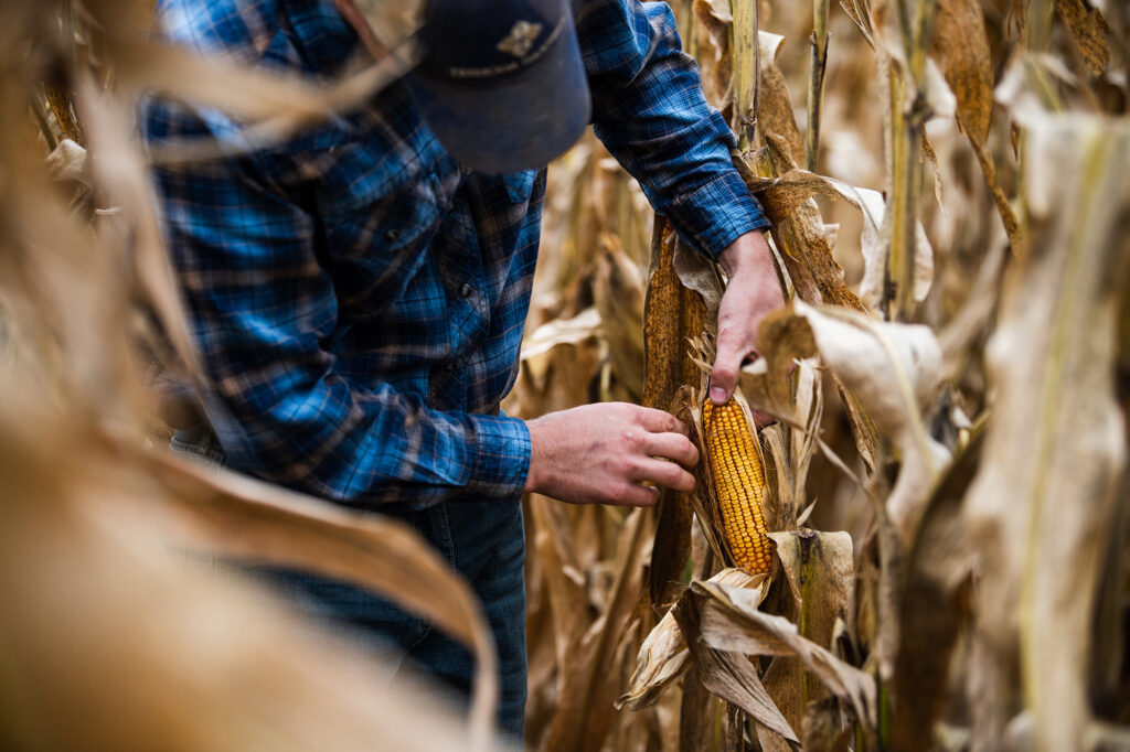 xKansas farmer inspecting his corn in late season Kansas farmer inspecting his corn in late season