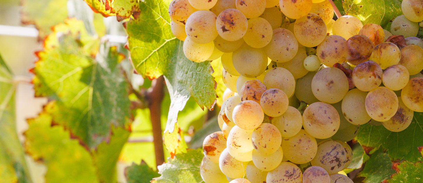 Closeup of sunlit grapes in a California vineyard